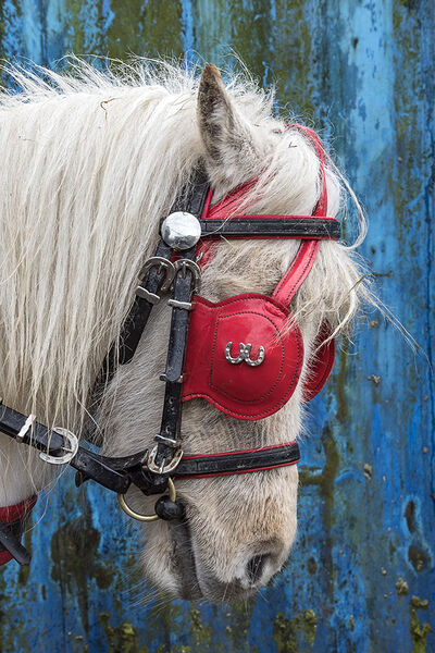 Details on A Pony, Cork, Ireland 2020
