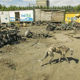 Lurcher in scrapyard, roadside campsite, Limerick, Ireland 2018