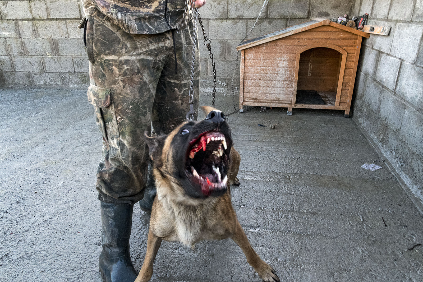 Guard Dog, Limerick, Ireland 2019