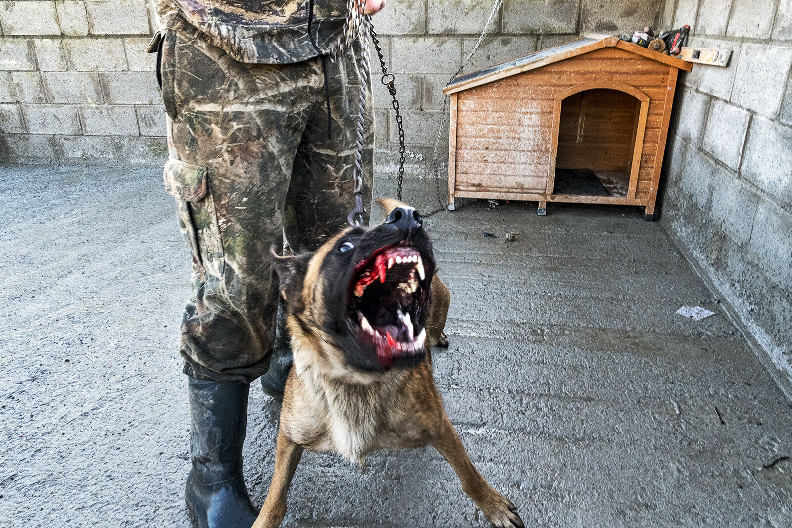 Guard Dog, Limerick, Ireland 2019