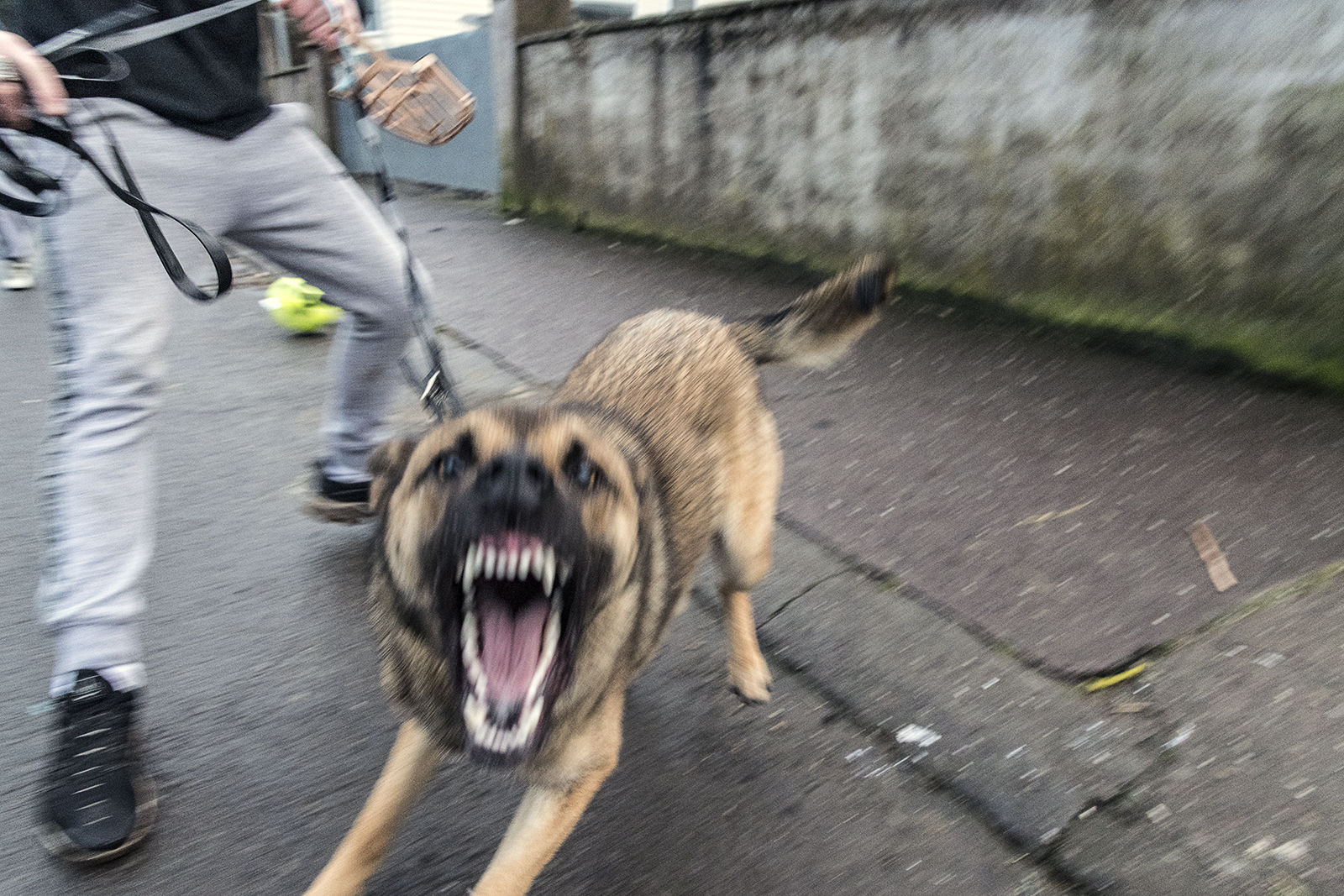 Guard Dog, Cork, Ireland 2020
