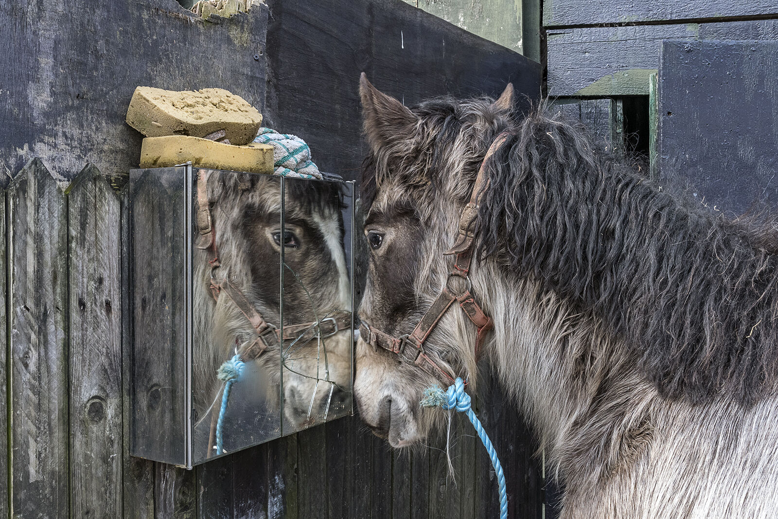 Horse Reflection, Cork, Ireland 2020