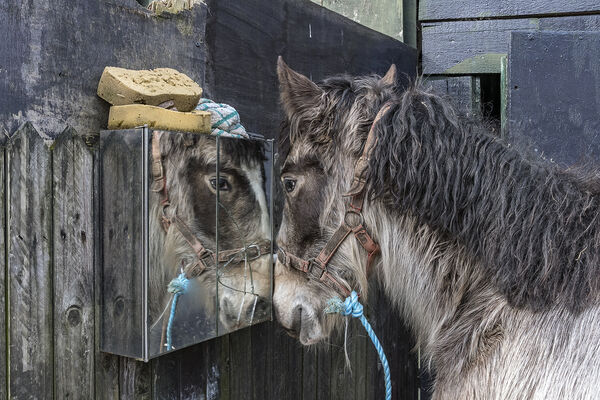 Horse Reflection, Cork, Ireland 2020