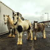 Piebald Horses, halting site, Dublin, Ireland 2018