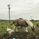 Jimmy's Farm, roadside campsite, Tipperary, Ireland 2018