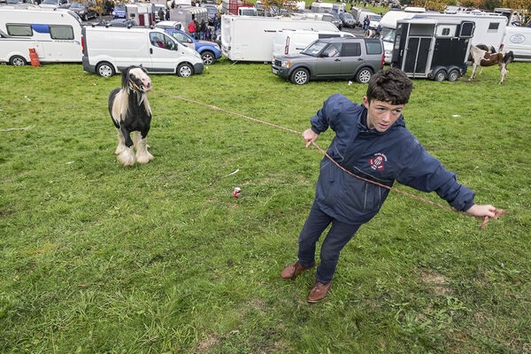 Larry Connors pulling his pony at Ballinasloe Horse fair, Galway, Ireland 2018