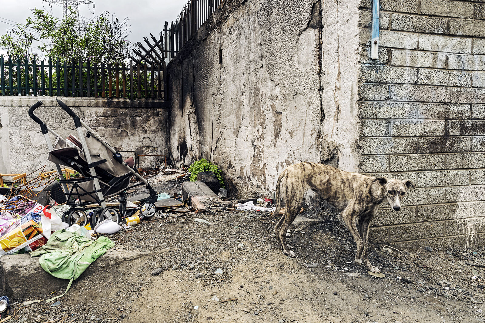 Lurcher, Dublin, Ireland 2019