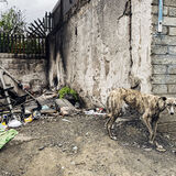 Lurcher, Dublin, Ireland 2019