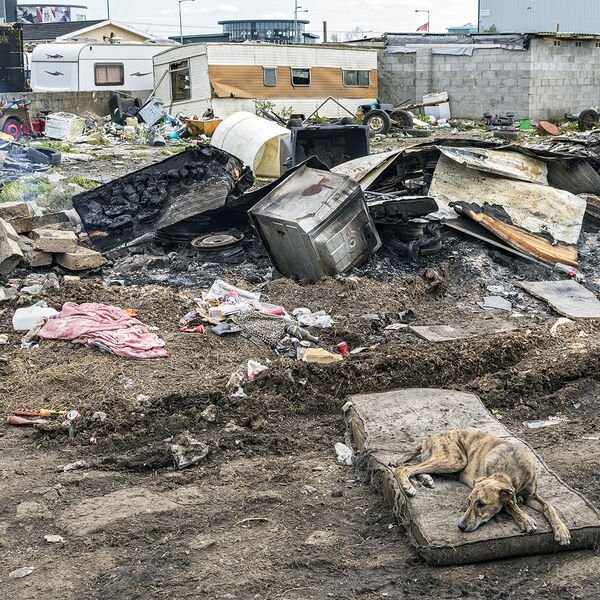 Lurcher on A Mattress, Limerick, Ireland 2021