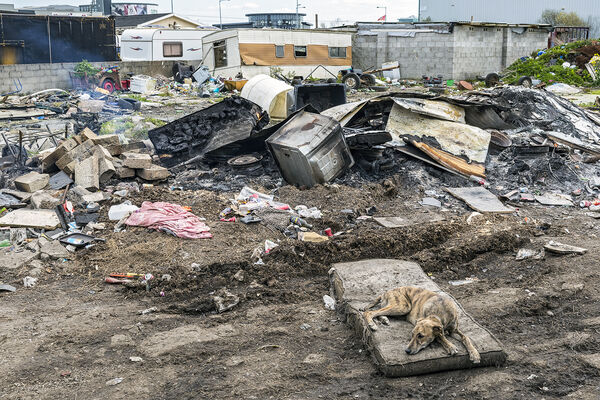 Lurcher on A Mattress, Limerick, Ireland 2021