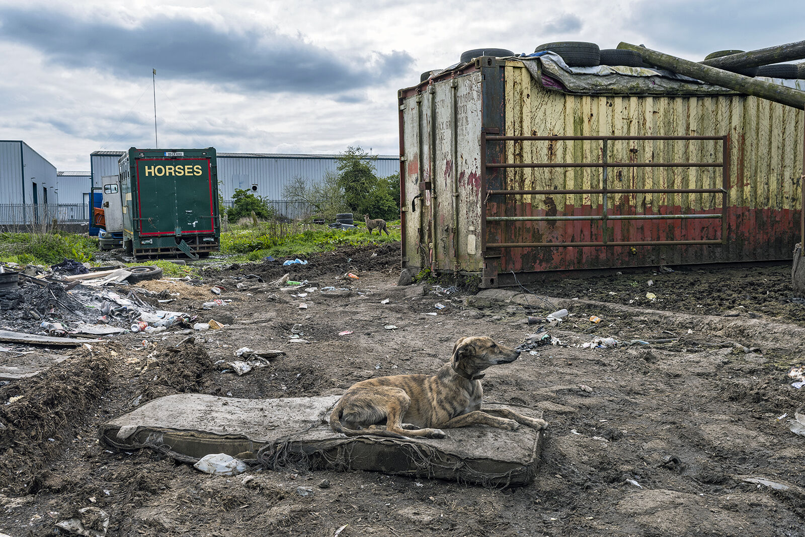 Lurcher on A Mattress No. 2, Limerick, Ireland 2021