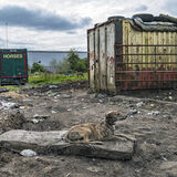 Lurcher on A Mattress No. 2, Limerick, Ireland 2021