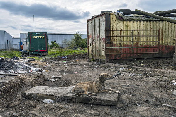 Lurcher on A Mattress No. 2, Limerick, Ireland 2021