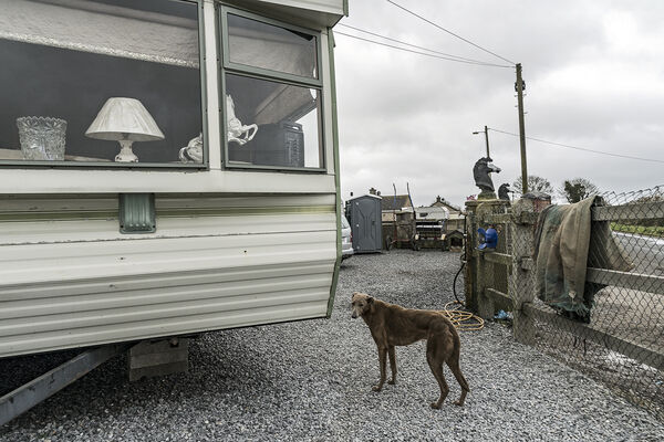 Lurcher at Reilly's Campsite, Tipperary, Ireland 2020