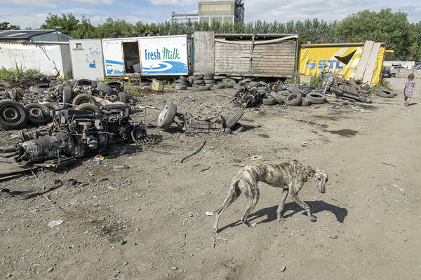 Lurcher in Scrapyard, Limerick, Ireland 2018