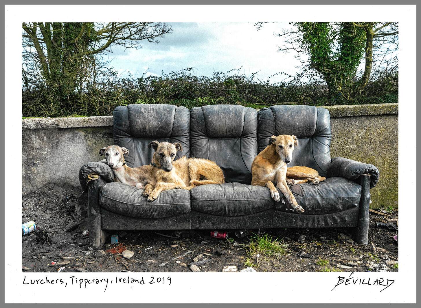 COLLECTOR'S EDITION - OPTION THREE with an 8in x 11in signed print of 'Lurchers, Tipperary, Ireland 2019' - 5 available (swipe to right or left for more options, other countries, signed and collector's edition)