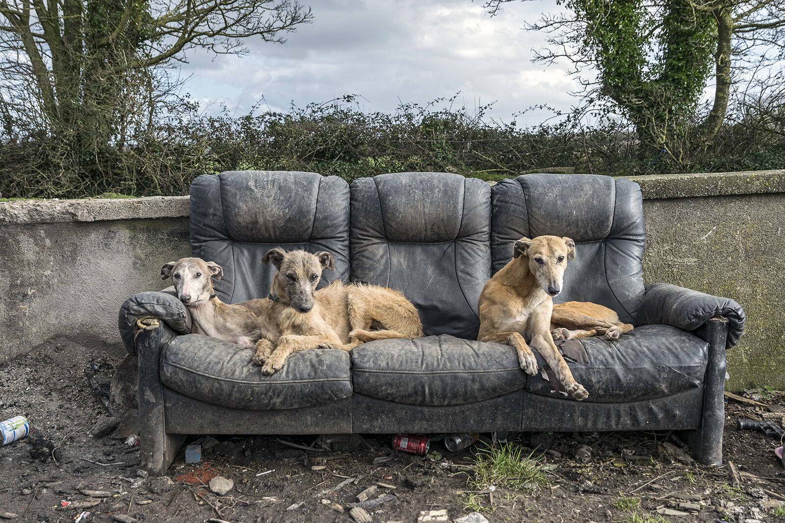 Lurchers on Couch, Tipperary, Ireland 2019