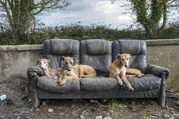Lurchers on Couch, Tipperary, Ireland 2019