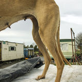 Lurcher's Teats, Reilly's campsite, Tipperary, Ireland 2019