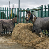 Ned's Trotter Horse, Tipperary, Ireland 2020