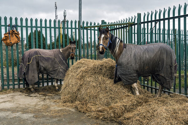 Ned's Trotter Horse, Tipperary, Ireland 2020