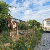 Pony and Caravans, Tipperary, Ireland 2020