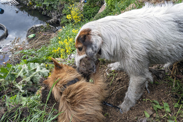 Rat Hunting, Dublin, Ireland 2021