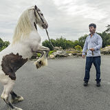 Rearing Pony, Wexford, Ireland 2019