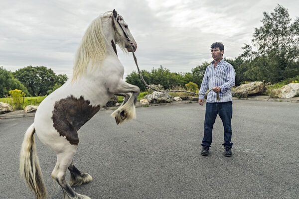 Rearing Pony, Wexford, Ireland 2019