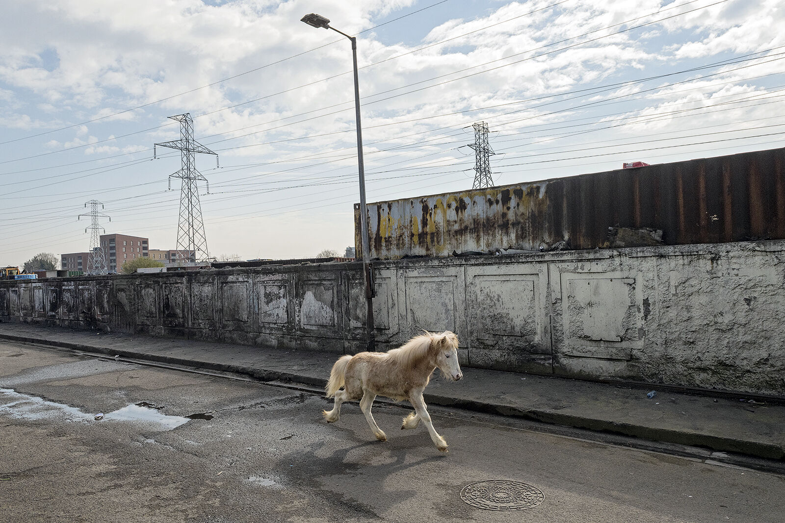 Running Foal, Dublin, Ireland 2022