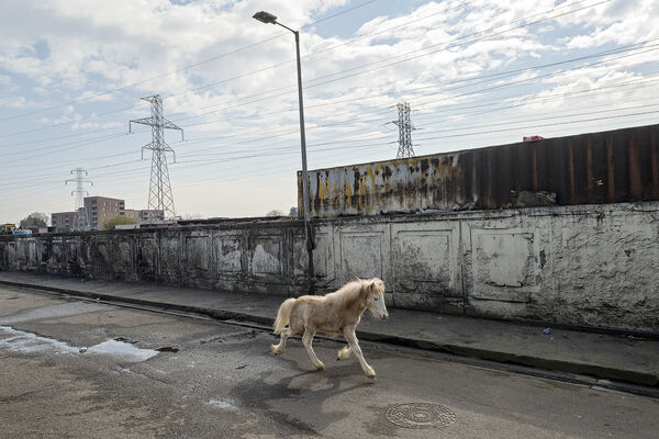 Running Foal, Dublin, Ireland 2022