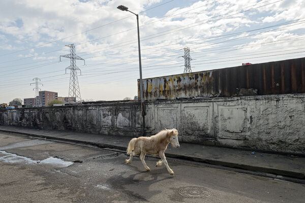 Running Foal, Dublin, Ireland 2022