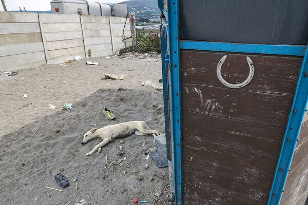 Sleeping Dog, Tipperary, Ireland 2018