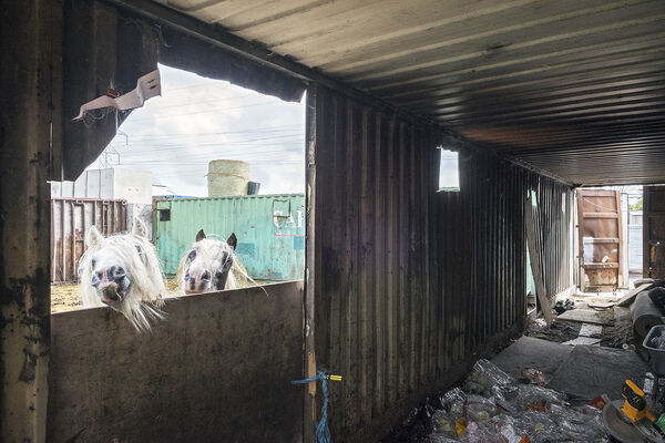 Horses and Shed, Dublin, Ireland 2022