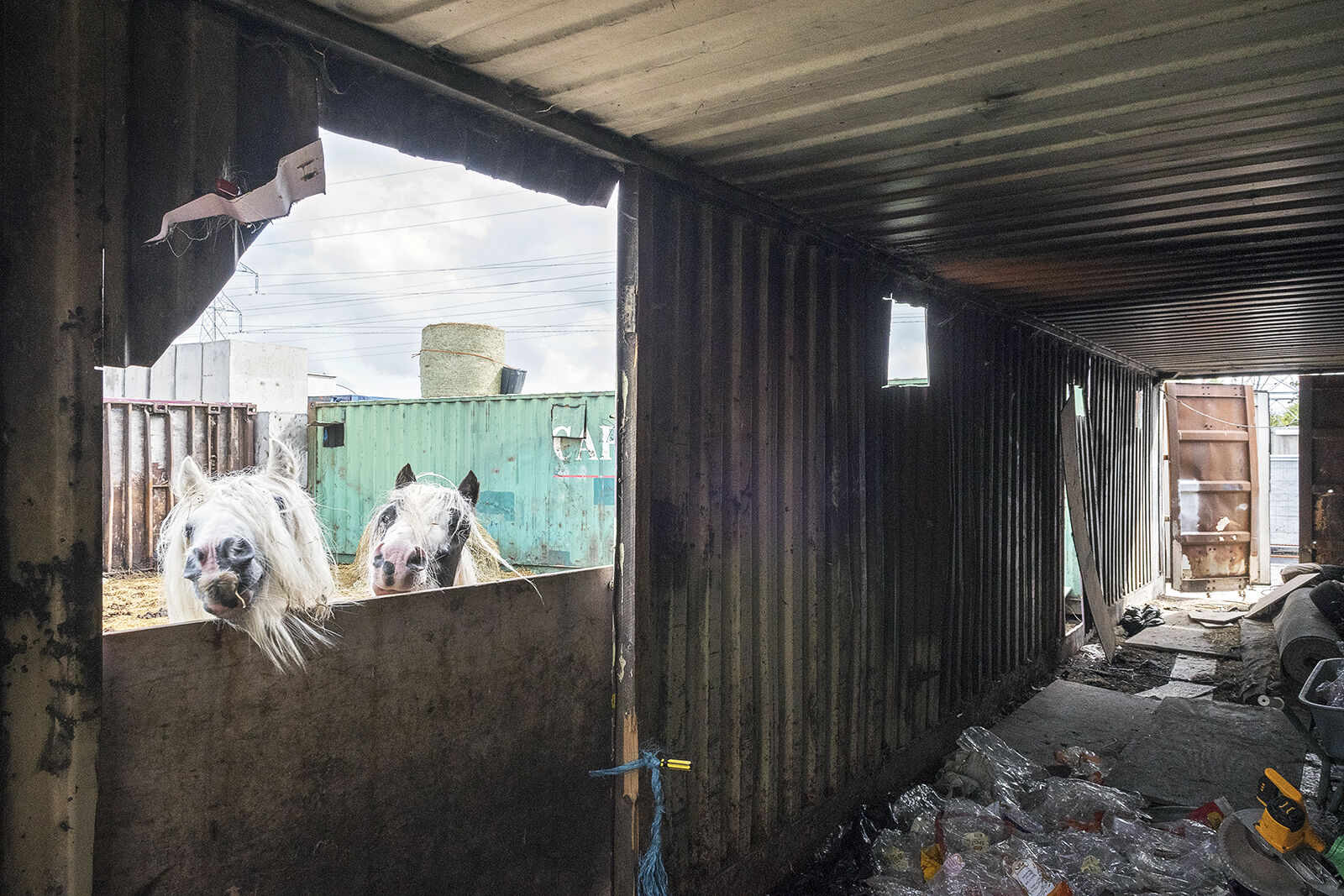 Horses and Shed, Dublin, Ireland 2022