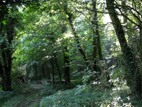 Barnsdale Forest