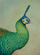 green peafowl watercolour miniature
