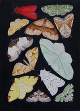 Butterflies and moths.