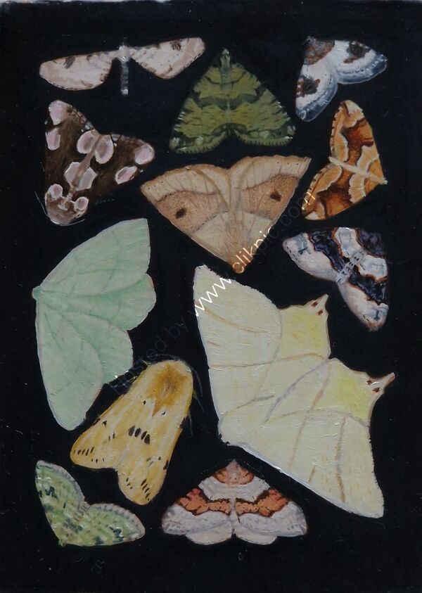 Moths II