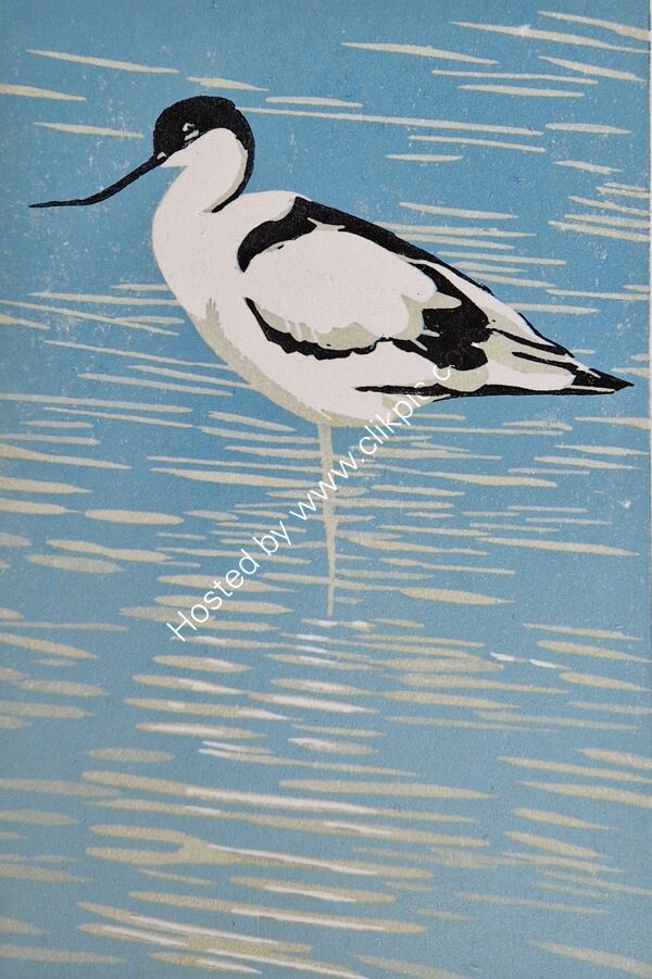 Avocet Linocut reduction print limited edition