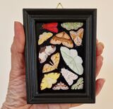 Silverdale moths miniature oil painting