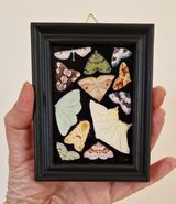 Silverdale moths oil painting miniature
