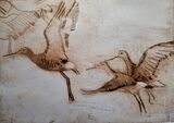 Blacktailed Godwits