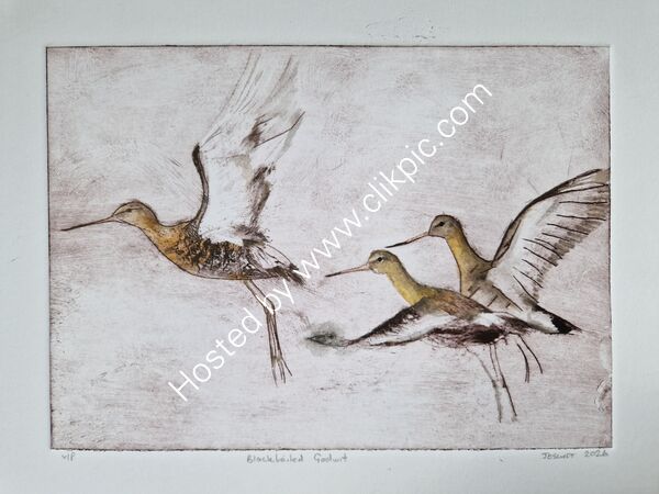 Black- tailed Godwit dry point limited edition watercolour