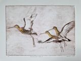 Black- tailed Godwit dry point limited edition watercolour