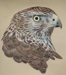 watercolour goshawk
