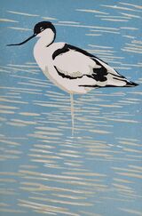 Avocet reduction linocut print