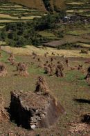 Harvest time Manaslu