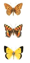 Nepalese butterflies--Queen of Spain Fritillary, Indian Tortoiseshell, Dark Clouded Yellow. watercolour painting