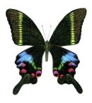 Krishna Peacock Papilio Krishna watercolour